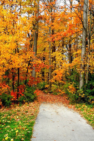 Scenic drive way through colorful autumn trees