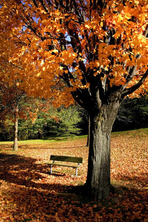 Autumn Colors