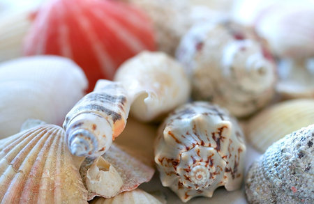 Shells