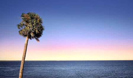 Single Palm Tree