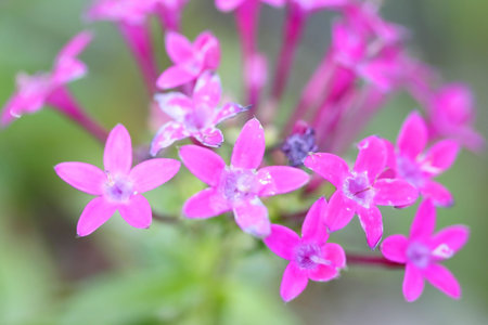Spring Flowers