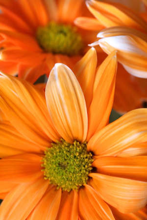 Purple Flowersの写真素材