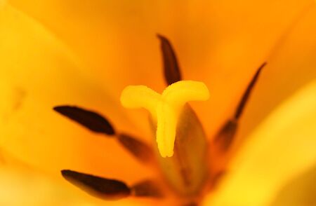 Close Up Shot Of Tulipの写真素材