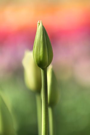 Tulip Budsの写真素材