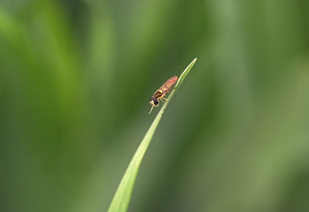 Insect