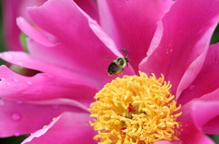 Small Insect On Flowerの写真素材