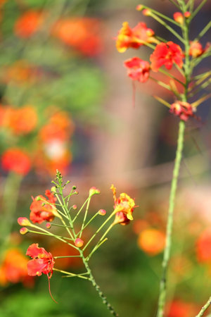 Tropical Flowers
