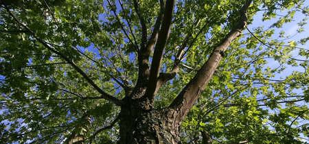 Tree Banner