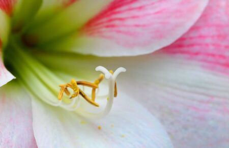 Close Up Shot Of Lillyの写真素材