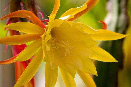 Yellow And Orange Colored Flowerの写真素材