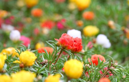 Flower Gardenの写真素材