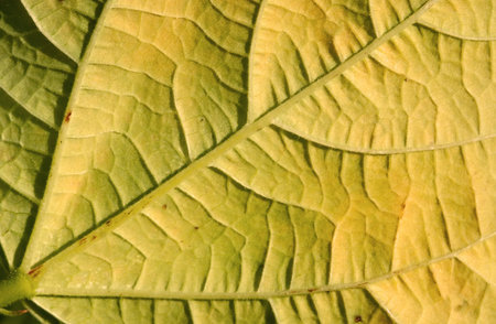 Leaf Background