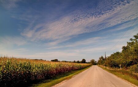 Road Through Corn Fieldsの写真素材
