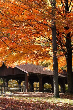 Autumn In A Parkの写真素材