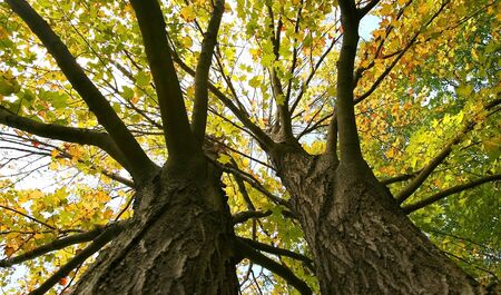 Tall Tree View From Bottomの写真素材