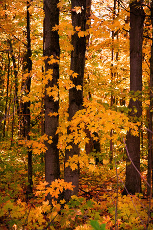 Colorful Tree Background