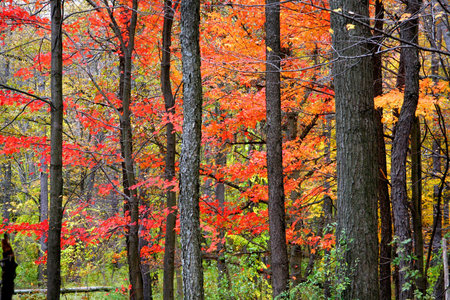 Autumn Landscape