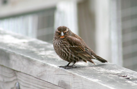 Small Sparrow