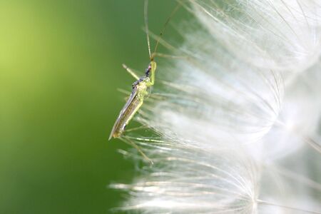 Insect On A White Dandelionの写真素材