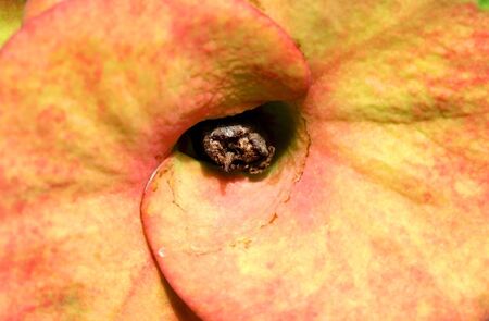 Cactus Flowerの写真素材