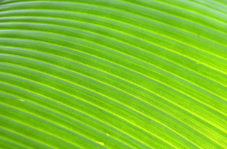 Banana Leaf Backgroundの写真素材