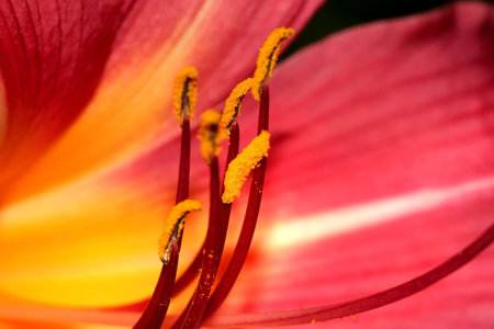 Lilly Flower