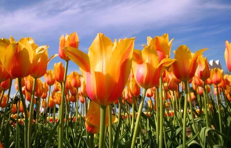 Tulipsの写真素材