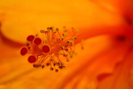 Hibiscusの写真素材