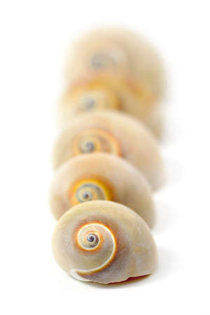 Sea Shellsの写真素材