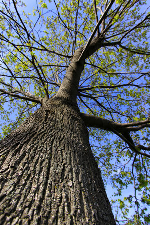 Tall Tree