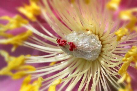 Flower Details の写真素材