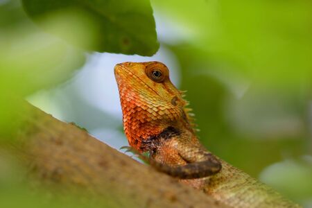 Bearded Lizard の写真素材