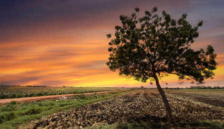 Single Treeの写真素材