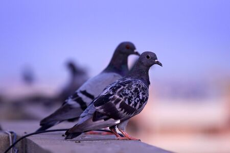Two Pigeonsの写真素材