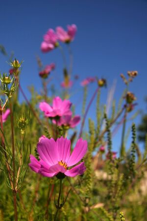 Pink Flowersの写真素材