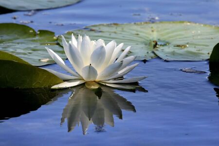 Water Lilyの写真素材