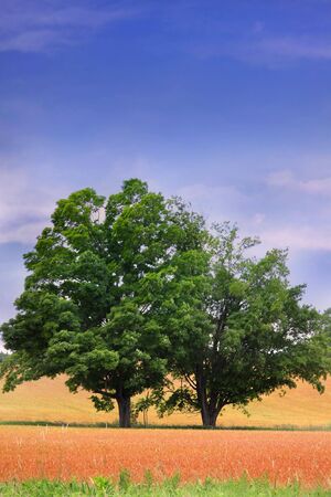 Two Trees In The Middle Of Wheat Fieldsの写真素材