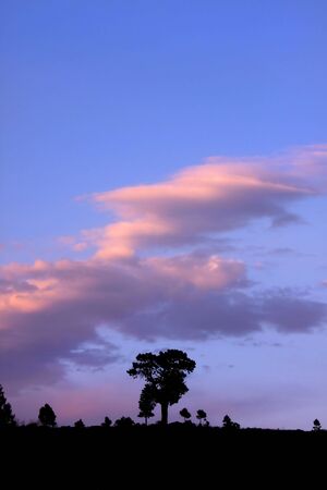 Single Tall Treeの写真素材