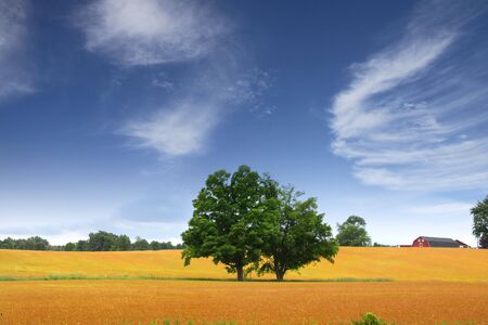 Scenic Landscape In Wheat Fieldsの写真素材