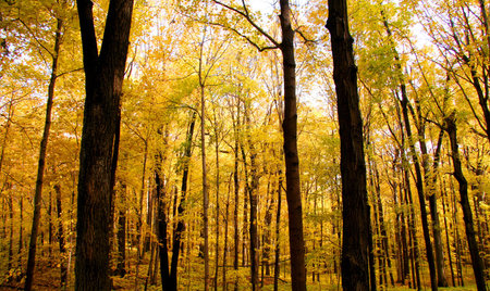 Bright autumn colors
