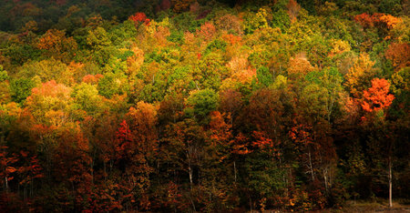 Autumn landscape