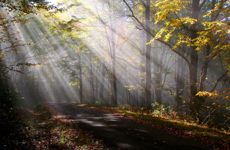 Morning sun rays