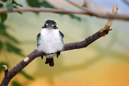 Small birdの写真素材