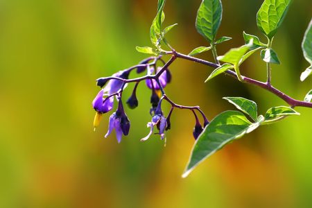 purple flower on a branchの写真素材