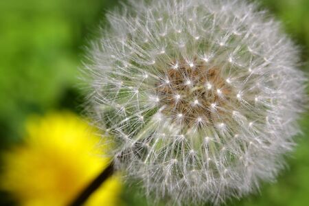 White dandelionの写真素材