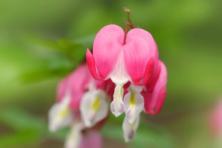 Bleeding heart flowersの写真素材