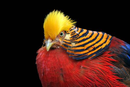 Multi Colored Birdの写真素材