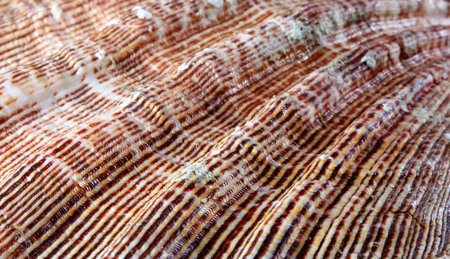 Sea shell