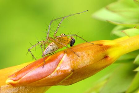 Extreme close up shot of an insect on flowerの写真素材