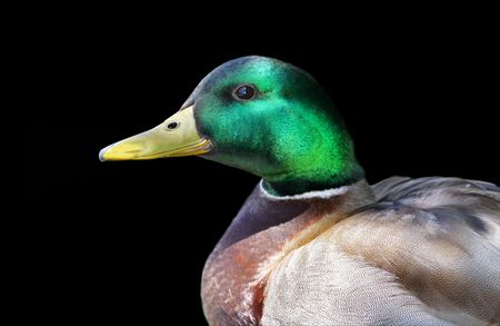 Mallard duckの写真素材